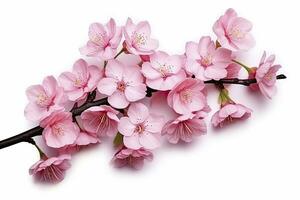 ai genererad sakura blommor isolerat på vit bakgrund. ai genererad foto