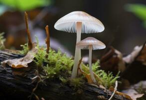 ai genererad hemimycena arter mairei. ai genererad. foto