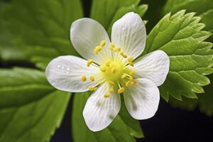 ai genererad jordgubb blomma. ai genererad foto