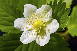 ai genererad jordgubb blomma. ai genererad foto