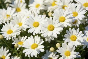 ai genererad vit daisy blommor. ai genererad foto