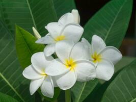 vit av frangipani blomma foto