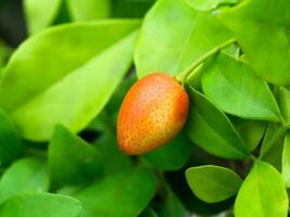 vit blomma av orange jessamine foto