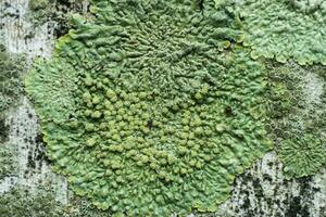 lavar är symbiotisk svampar. foto