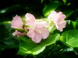 rosa dombeya blomma på träd. foto