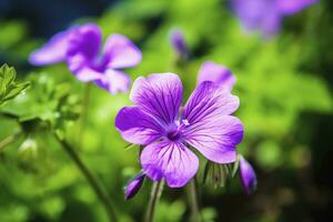 ai genererad geranium wilfordii blomma. ai genererad foto