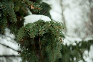 gran gren täckt snö närbild foto