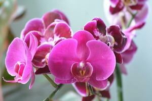 mycket skön lila orkide blomma bakgrund foto