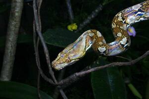 skön orm, de retikulerade pytonorm är en pytonorm arter inföding till söder och sydöst Asien. foto