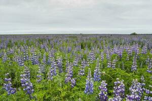 skön blommor av island. foto