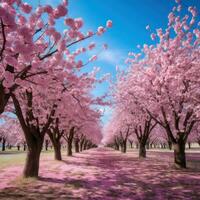 ai genererad en fält av rosa körsbär blomma träd i full blomma mot en blå himmel foto