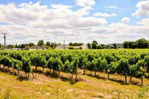 en vingård med rader av grön vindruvor foto