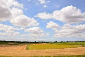 en fält med gul och grön gröda och blå himmel foto