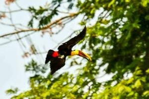 en toucan flygande genom de träd foto