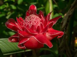 röd blomma av etlingera elatior foto