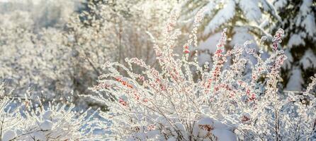 skön vinter- snöig parkera eller skog som bakgrund. buske med röd löv på förgrund. mjuk fokus. foto