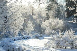 vinter- reträtt. snöig parkera lugn. snöbunden frysta träd och buskar i vindstilla frost solig dag. foto