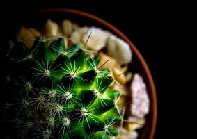levande grön av mammillaria kaktus på svart bakgrund foto