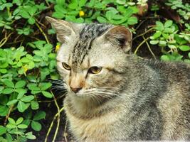 vandrare katt, herrelös katt. nyfiken katt utforska dess miljö. söt förtjusande kattdjur njuter bakgård. fluffig katt ensam på de parkera foto