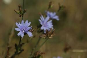 mönster av blå cikoria blommor på de äng i sommar foto