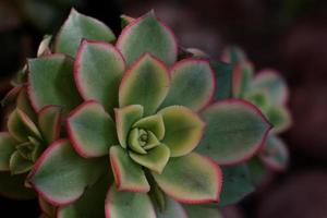 echeveria med rosa foto