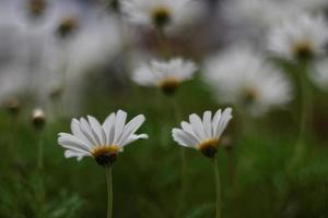 vita tusenskönablommor foto