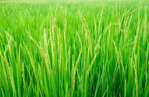 öra av ris grön mönster foto