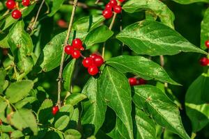 amur kaprifol eller lonicera maackii i oktober. de frukt är oätlig. foto