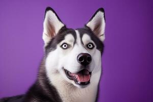 ai genererad en närbild porträtt av en hes hund med blå ögon och en lila bakgrund foto