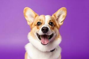 ai genererad söt welsh corgi hund på en lila bakgrund foto