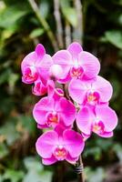 en rosa orkide foto