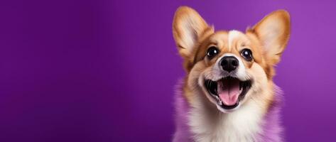 ai genererad söt welsh corgi hund på en lila bakgrund foto