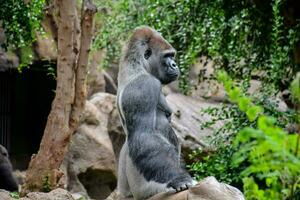 en gorilla Sammanträde på en sten i en Zoo foto