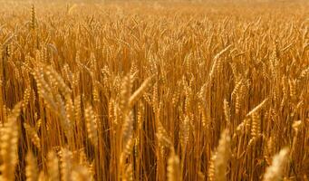 bakgrund fält spikelets i de Sol foto