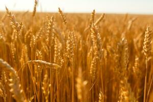 bakgrund fält spikelets i de Sol foto