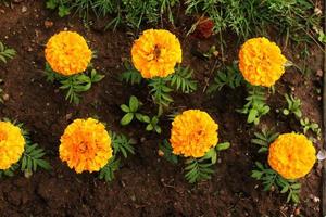 tagetes erecta ringblommor glödande gula och orange blommande blommor och knoppar som växer i rabatten. apelsinblommor i marken, ovanifrån foto