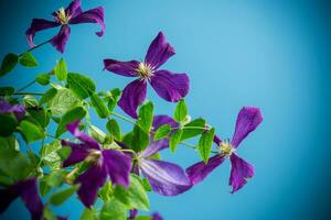 skön blomning clematis på en blå bakgrund foto