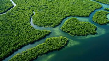 ai genererad bevarande mangrove skog landskap foto