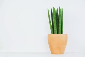 sansevieria cylindrica i lergryta på vit bakgrund. dekorativ husväxt foto