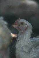 vit kyckling huvud i coop foto