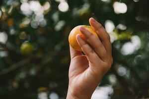 mandarin plockning i de trädgård för bakgrund foto