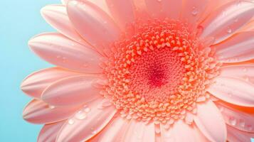 ai genererad skön rosa gerbera blomma med vatten droppar på de kronblad. persika ludd Färg av de år 2024 foto