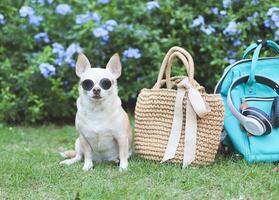 brun chihuahua hund bär solglasögon Sammanträde med sugrör väska och ryggsäck, hörlurar i de trädgård med lila blommor. reser med djur- begrepp. foto