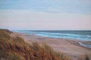 bred sanddyner och sand strand på de dansk norr hav kust foto