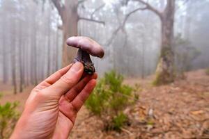 en hand innehav en svamp i de mitten av en skog foto