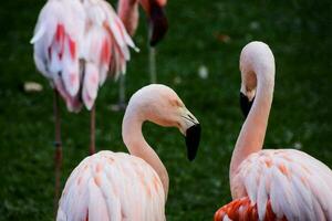 flamingos i djurparken foto