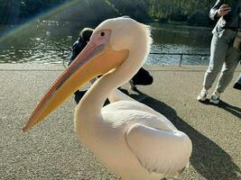 en närbild av en pelikan i london foto