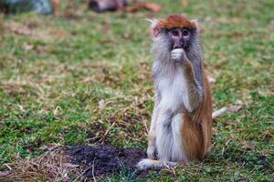 patas apa. erythrocebus patas foto