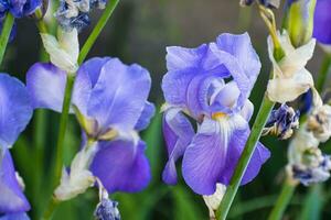 skön blå och lila iris blomma på vår och sommartid foto