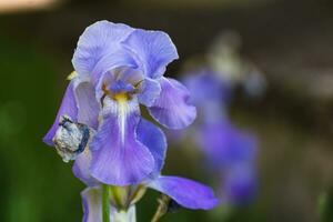 skön blå och lila iris blomma på vår och sommartid foto